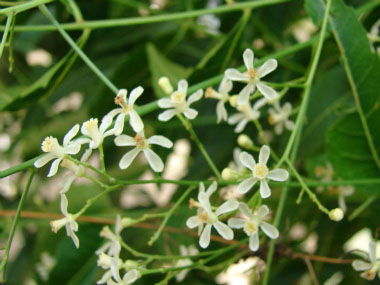 ಮನ ಯುಗಾದಿಯ ಸಿಹಿ.. ಪ್ರಭಾವತಿ ದೇಸಾಯಿಯವರ ಗಜಲ್